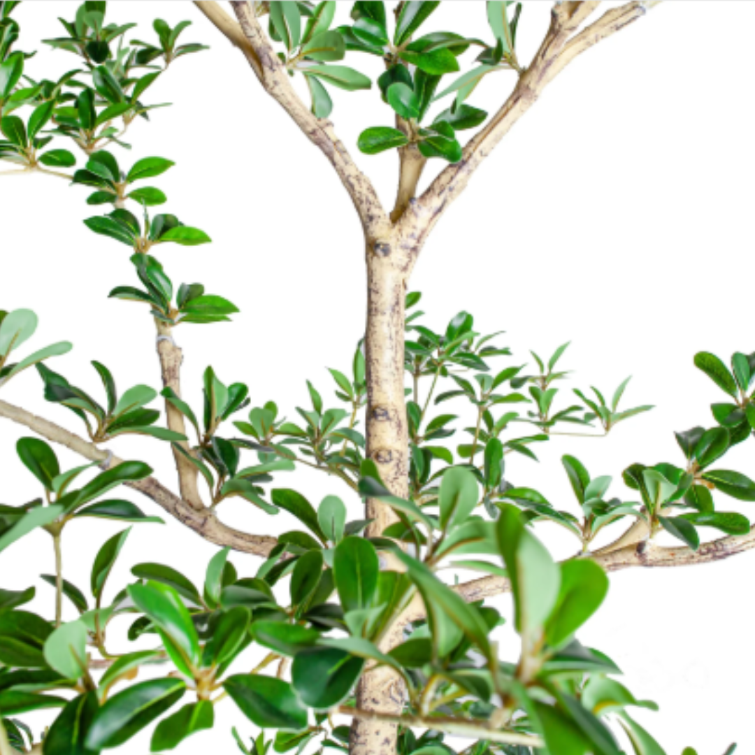 Black Olive Potted Tree | By Luxe B Co.