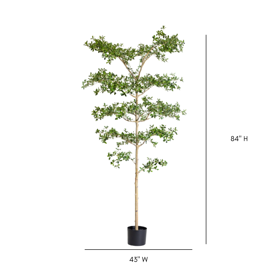 Black Olive Potted Tree | By Luxe B Co.