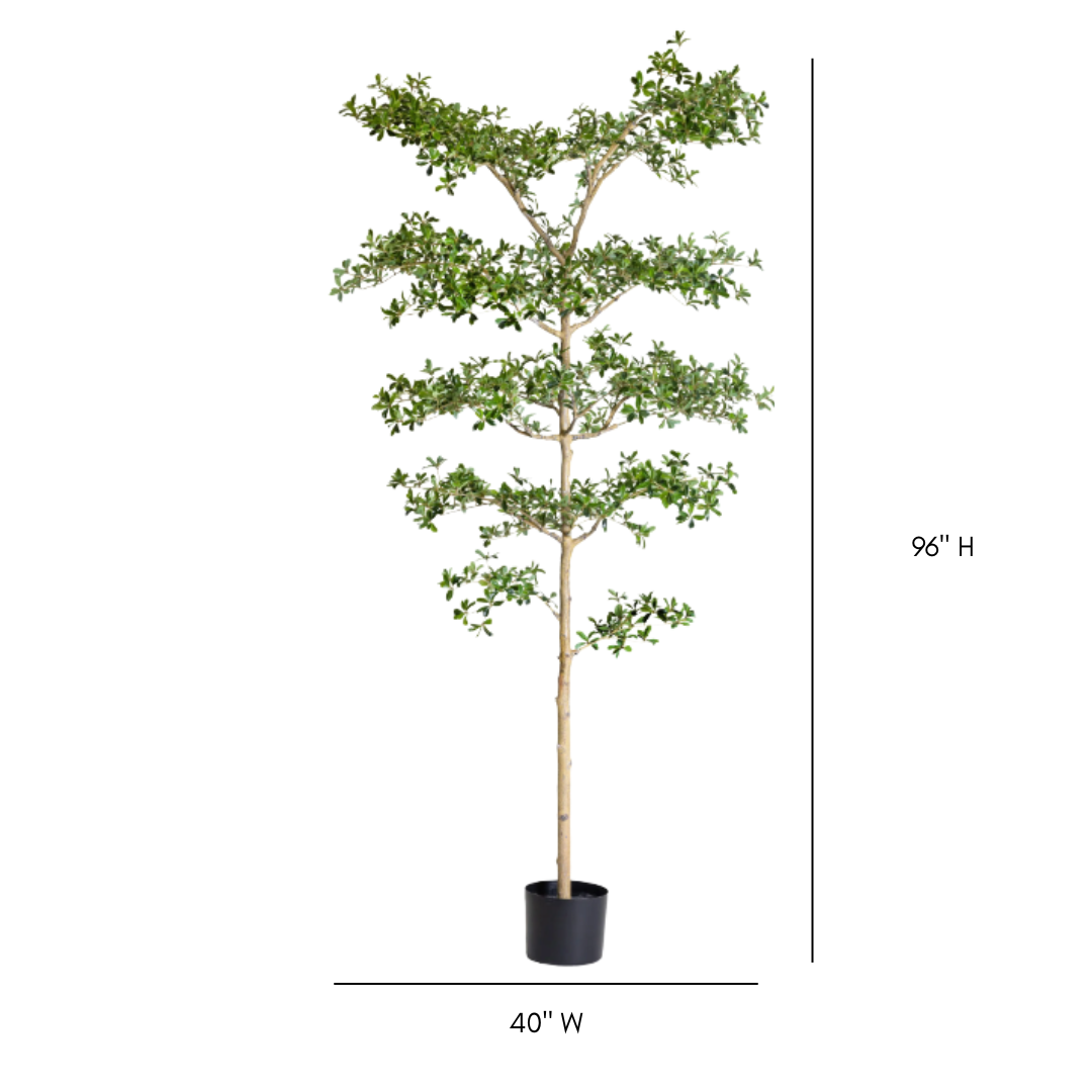 Black Olive Potted Tree | By Luxe B Co.