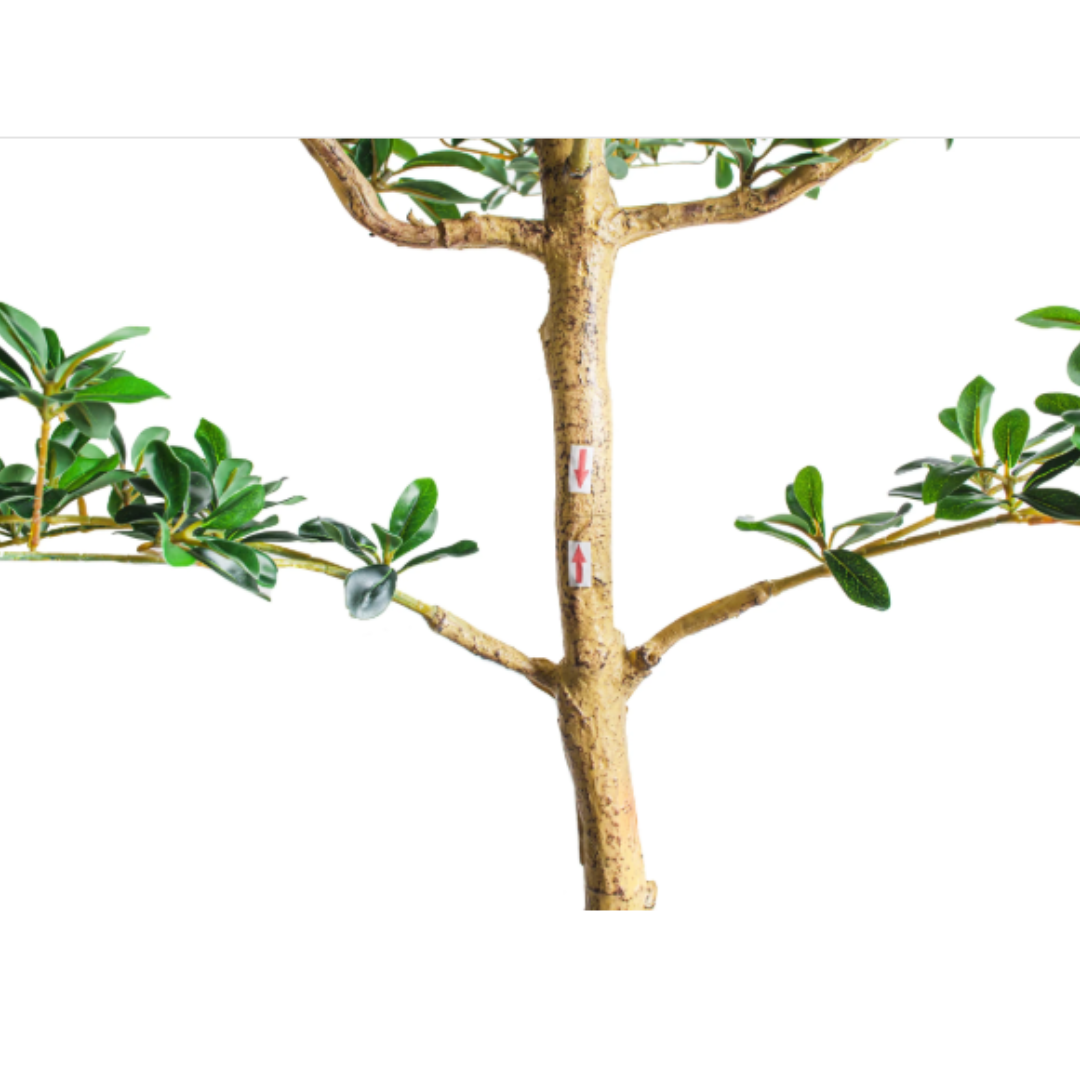 Black Olive Potted Tree | By Luxe B Co.