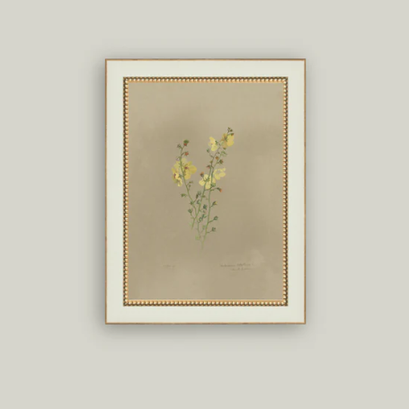 Flowering Yellow Plant Framed Antique Inspired Art | By Luxe B Co.