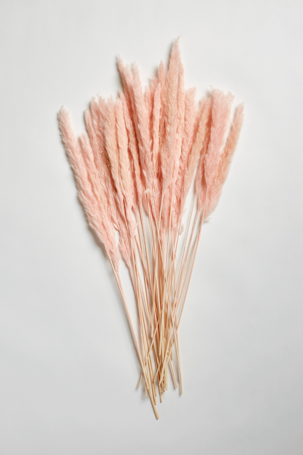 PAMPAS GRASS - Soft Pink Type 5 - Luxe B Pampas Grass  Canada , ships via Canada Post from Edmonton 