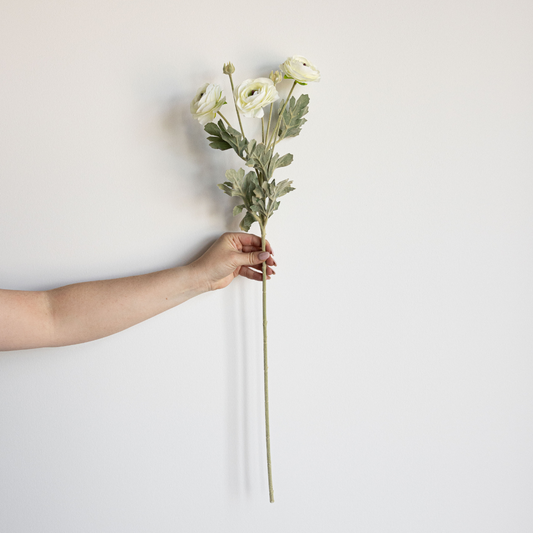 White Ranunculus Stem