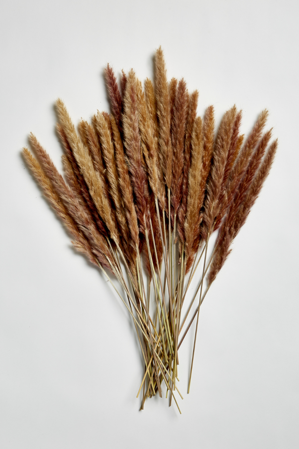 PAMPAS GRASS - Natural Type 5 - Luxe B Pampas Grass  (5861740707990)