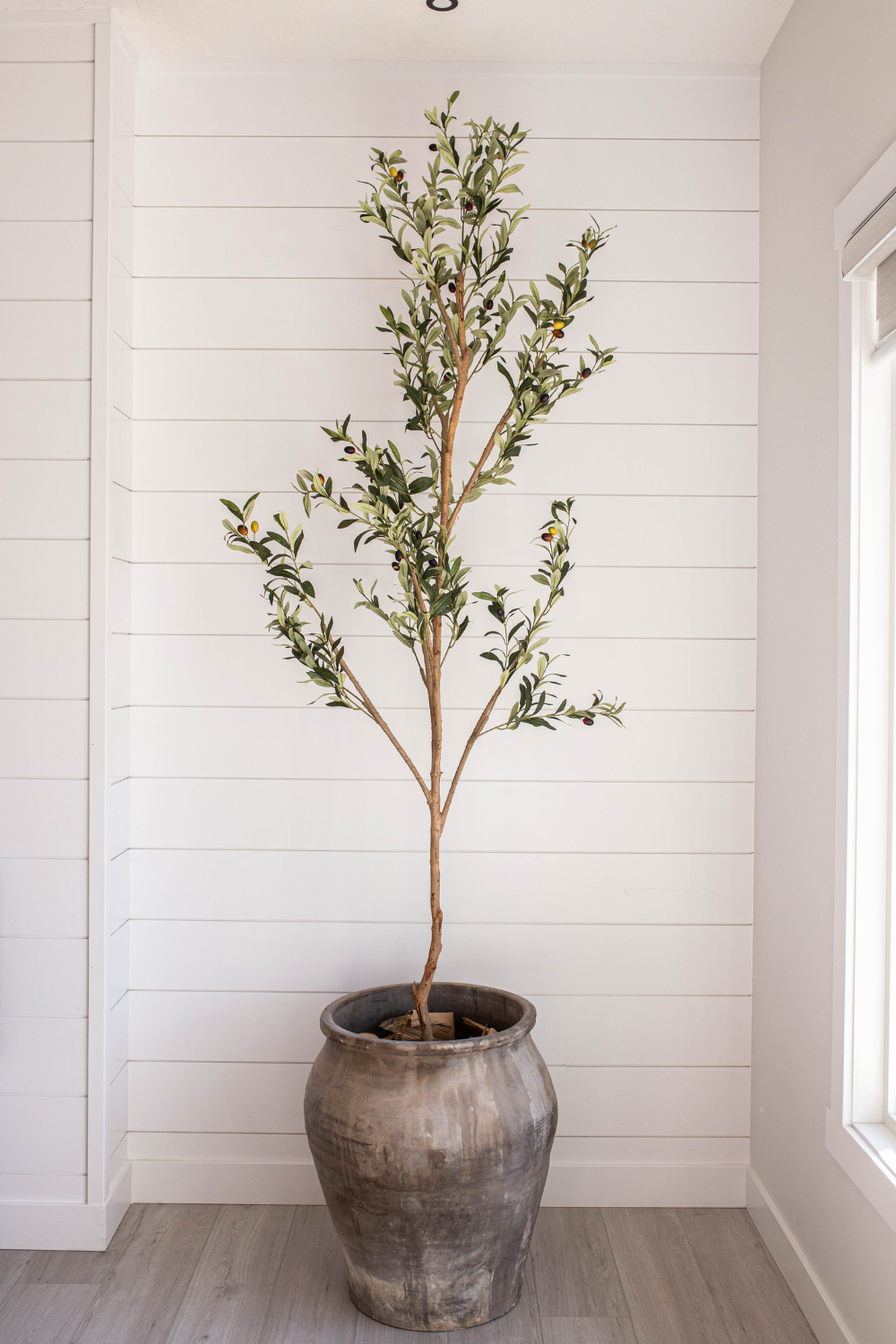 Oversized Olive Tree Pot - Luxe B Pampas Grass  Canada , dried flowers and pampas grass Canadian Company. Bulk and wholesale dried flowers and pampas grass fluffy. Large White Pampas Grass Toronto