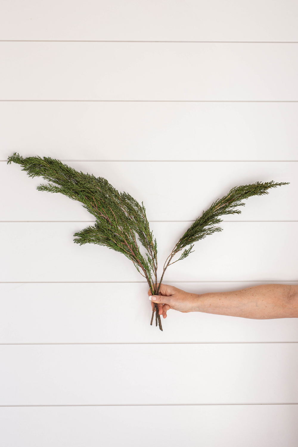 Preserved Pine Bundle - Luxe B Co