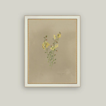 Flowering Yellow Plant Framed Antique Inspired Art | By Luxe B Co. 