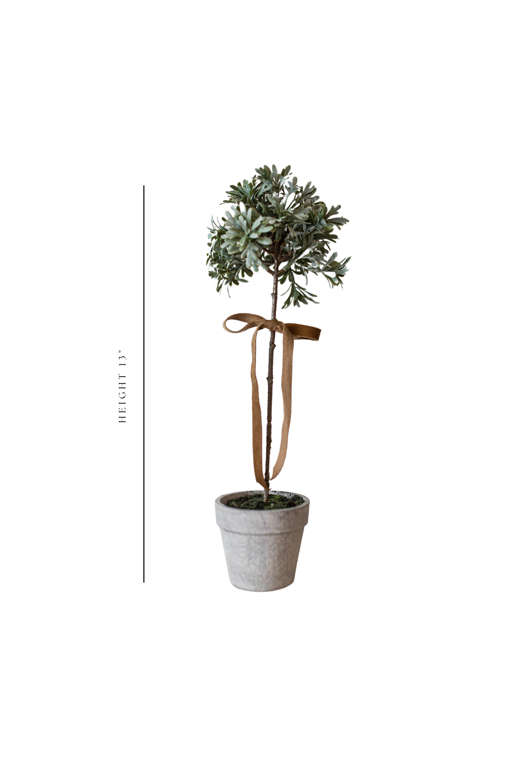 Senecio Topiary Potted - Luxe B Co