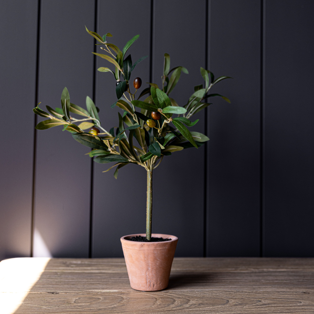 Olive Tree in Terracotta Pot | By Luxe B Co.