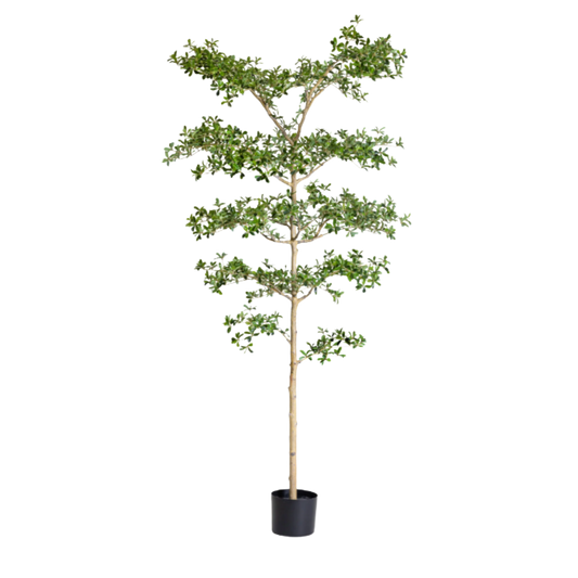 Black Olive Potted Tree