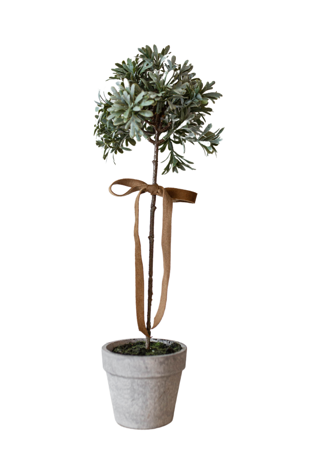 Senecio Topiary Potted - Luxe B Pampas Grass  Vintage Home Decor Shop Luxe B Co Instagram