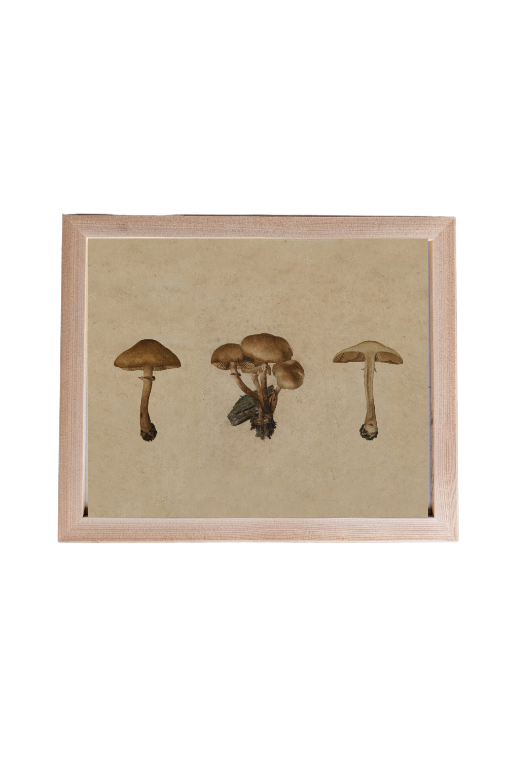 Button Mushrooms Pine Framed Art | 109