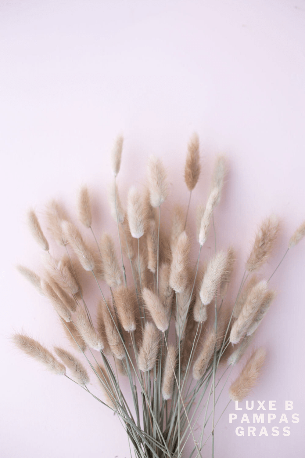 BUNNY TAILS Natural - Luxe B Pampas Grass  Canada , ships via Canada Post from Edmonton 