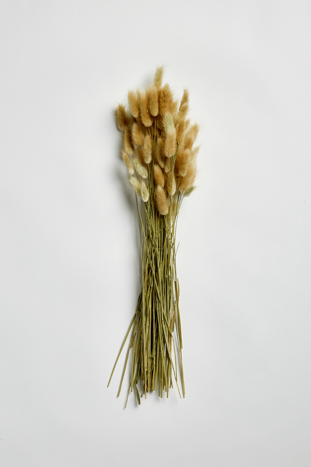 BUNNY TAILS Natural - Luxe B Pampas Grass  Canada , ships via Canada Post from Edmonton 